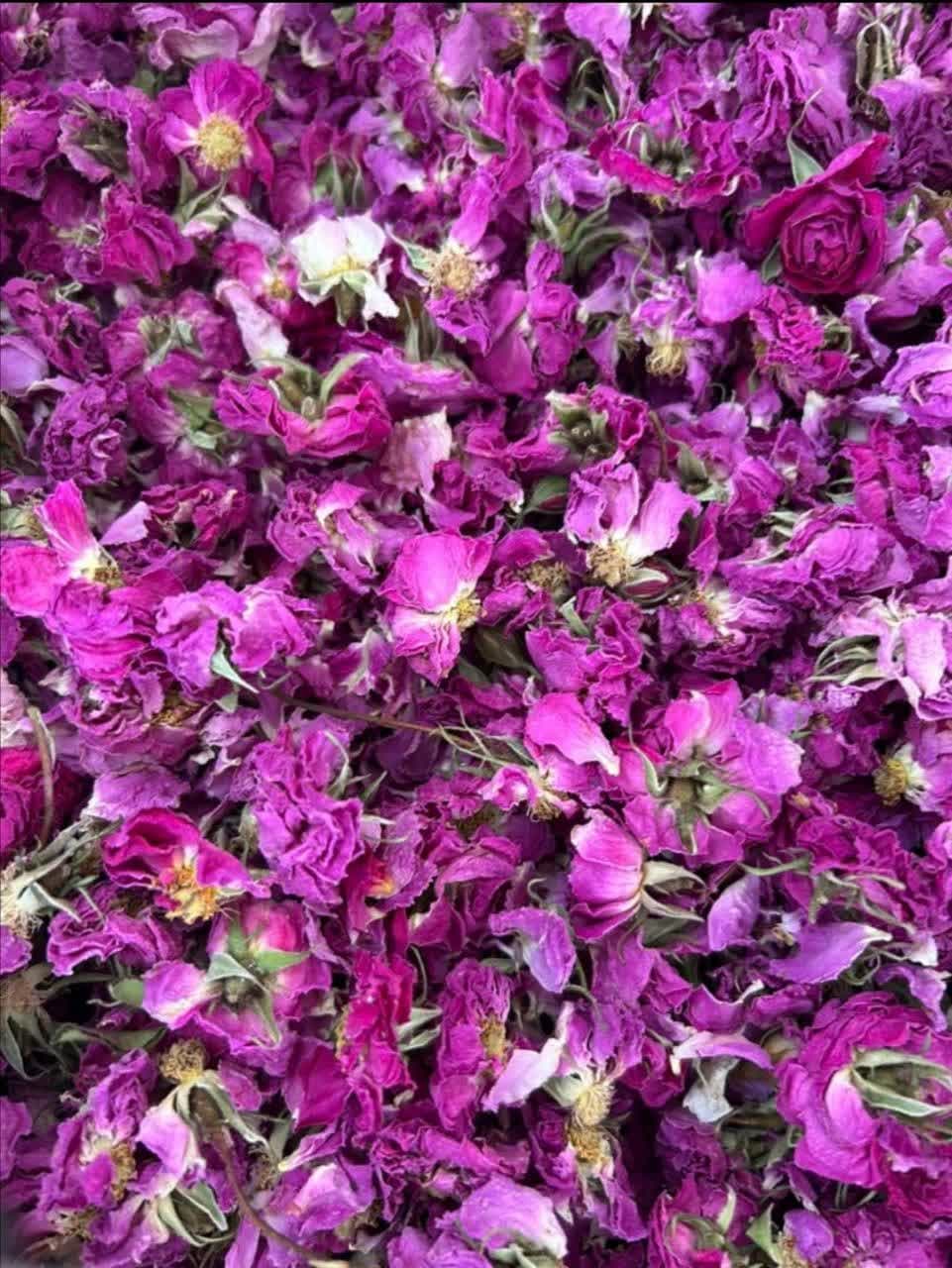 فروش غنچه گل باز گل محمدی + قیمت استثنایی